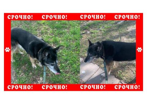 В Москве пропала собака, рядом парк Сокольники