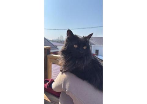 Кошка Катя