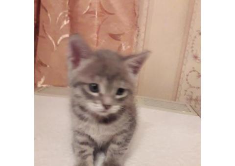 Хаярова Ляля Рашидовна. Британский котик