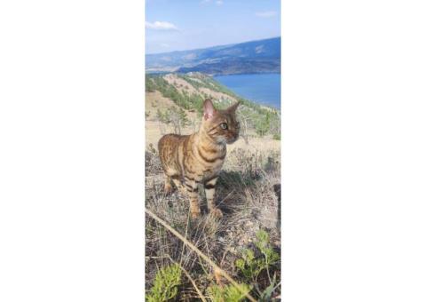 Пропала бенгальская кошка на Байкале