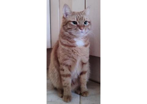 Рыжий кот