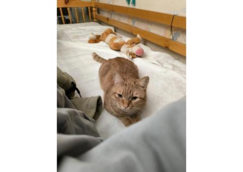 Рыжий кот