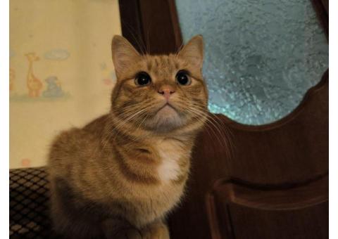 Рыжий кот