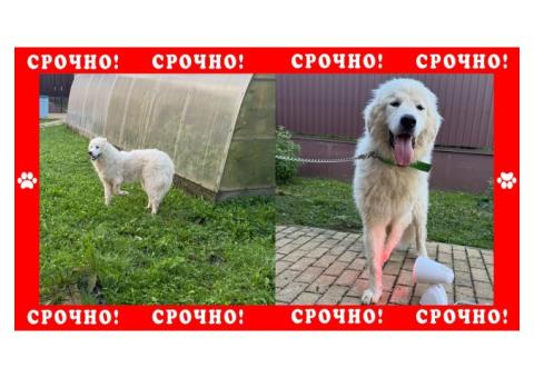 Горная Пиренейская собака пропала в Истринском районе