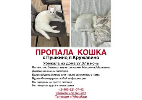 Кошка