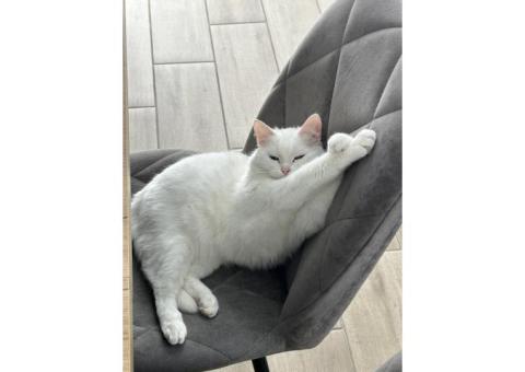 Кошка
