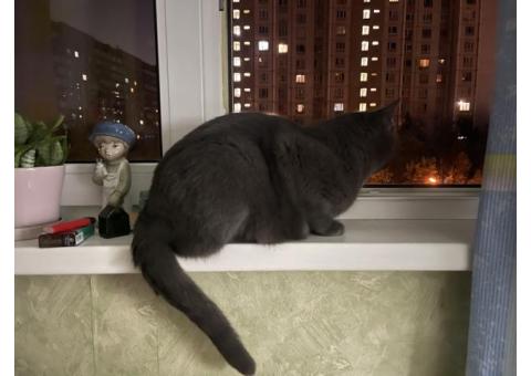 Пропал кот