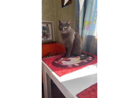 Пропал кот