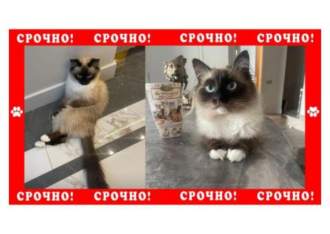 Убежала кошка породы Бирма в д. Боброва Ленинского района