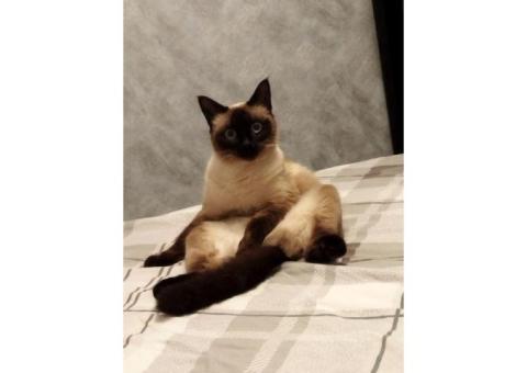 Пропала тайская кошка, район Вороново, СНТ Световод