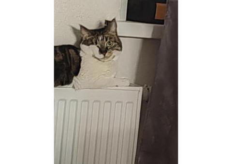 Кошка Стеша, безпородистая