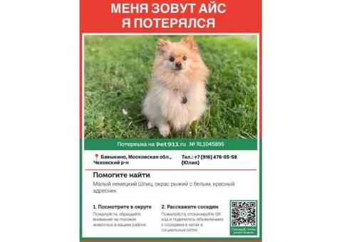 Пропал малый немецкий шпиц Айс