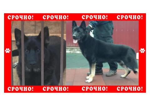 Восточно Европейская Овчарка пропала в районе Санкт-Петербурга