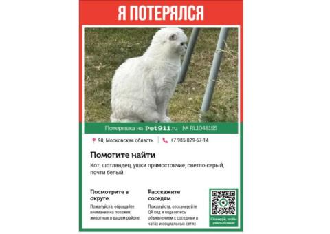 Андрей | Пропал кот | Шотландец прямоухий |