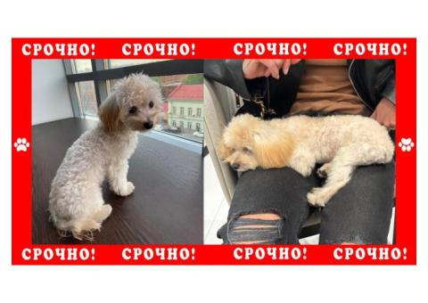 Собака породы Мальтипу пропала в Ленинградской области