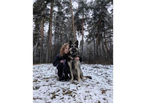 Кобель восточноевропейской овчарки