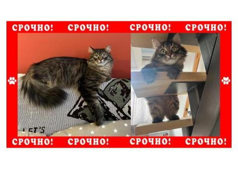 Пропала кошка: Владимирская область | поселок Асерхово