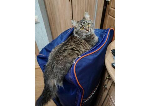 Потерялась кошка