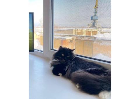 Тишка Швында Черная кошка