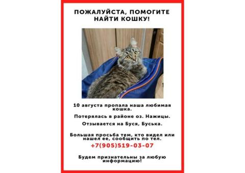 Потерялась кошка
