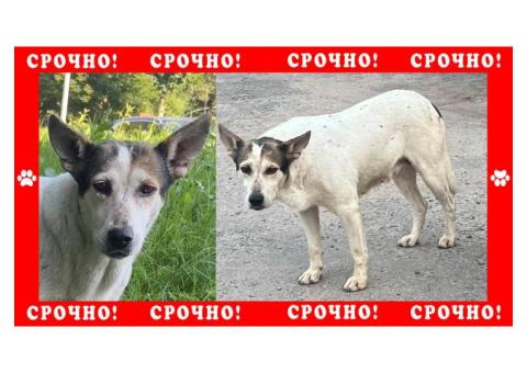 Дворняжка пропала в Клинском районе, село Троицкое, село Петровское