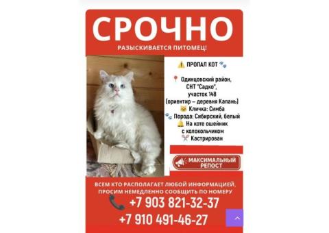 пропал белый кот