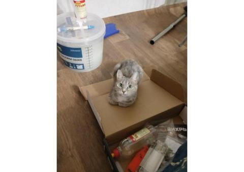 Пропала кошка