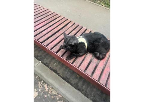 Пропал кот
