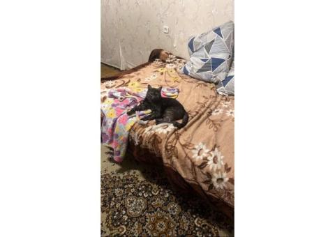 Пропал кот