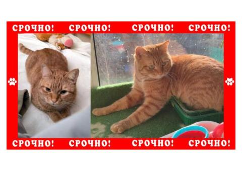 Протвино пропал рыжий кот