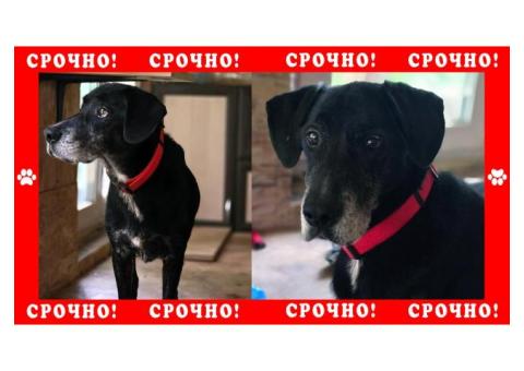 Раменский район пропала собака, дворняжка в красном ошейнике