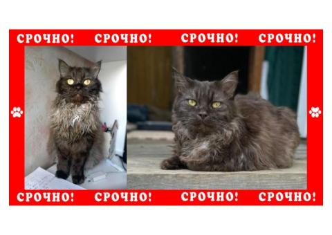 Одинцовский городской пропала серая кошка без породы
