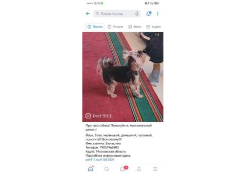 Галина пропал йорк