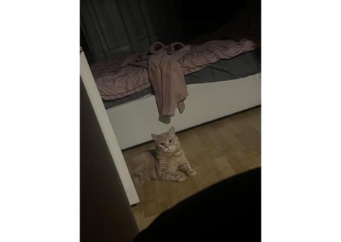 Кот по кличке Муиз