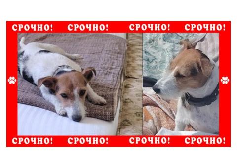 Джек-Рассел пропал в городе Судак