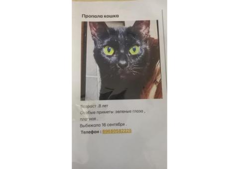 Пропала черная кошка