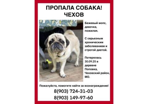 Мопс старенький потерялся!!