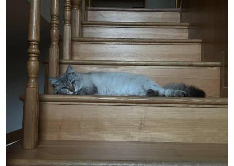Кот Невский-маскарадный