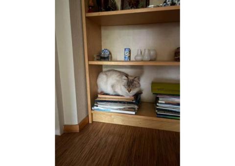 Кот Невский-маскарадный