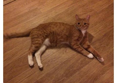Пропала рыжая кошка Москва, Курьяново (Печатники)