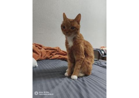 Пропала рыжая кошка Москва, Курьяново (Печатники)