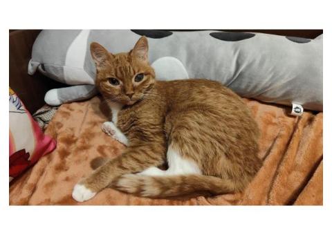 Пропала рыжая кошка Москва, Курьяново (Печатники)