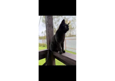 Пропала черная кошка