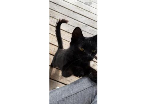 Пропала черная кошка