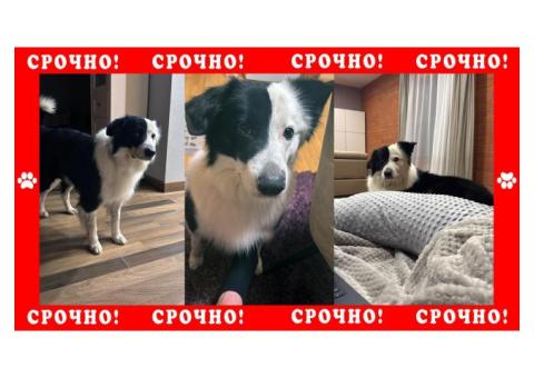 Бордер колли пропала в районе г. Красногорск
