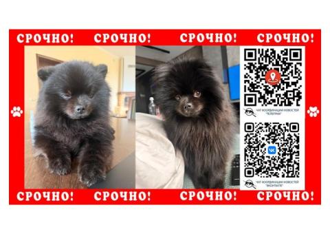 Черный Шпиц пропал в Одинцовском районе п. Горки
