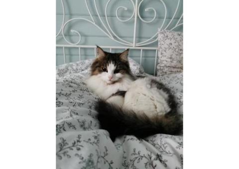 Потерялась кошечка