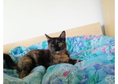 Пропала кошечка