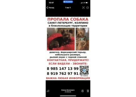 Ева, Йоркширский терьер