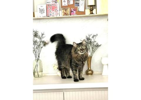 Пропала кошка, метис бульвар Яна Райниса 24к1